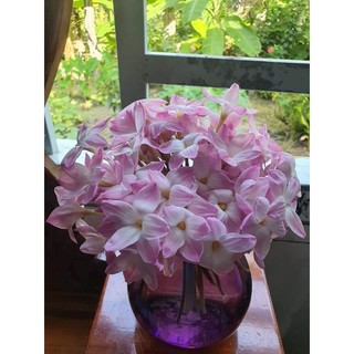 3 củ huệ mưa lily pie