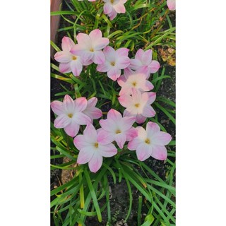 3 củ huệ mưa lily pie