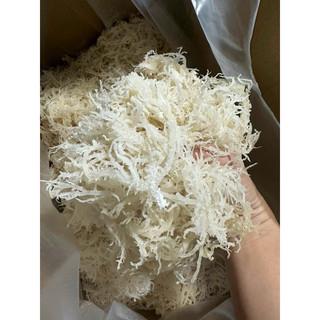 Rong sụn trắng - Rong sụn làm gỏi, nộm, nấu chè - Rong sụn gai khô