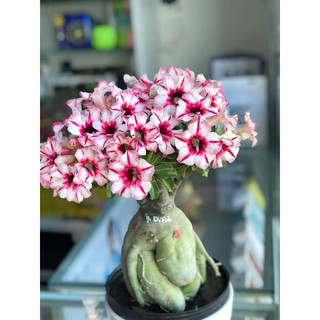 sứ thái ghép hoa Ngọc Diễm