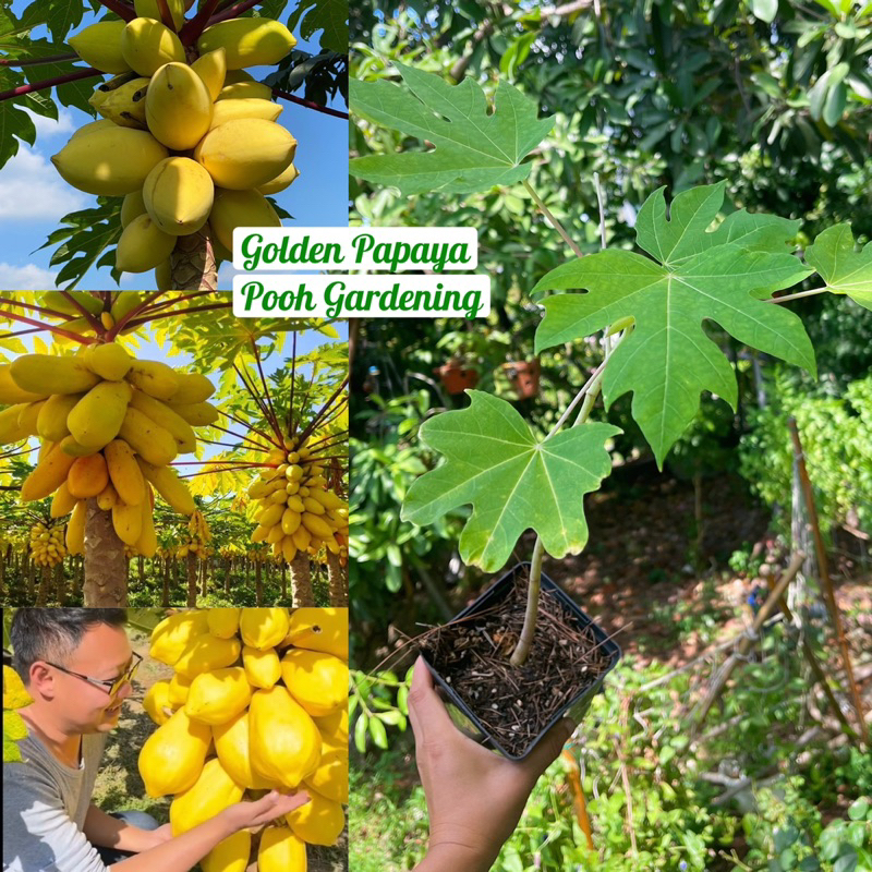 Golden Papaya Đu Đủ Vàng