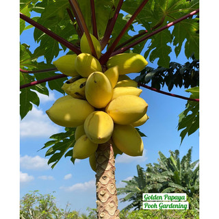 Golden Papaya Đu Đủ Vàng