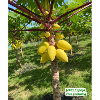 Golden Papaya Đu Đủ Vàng
