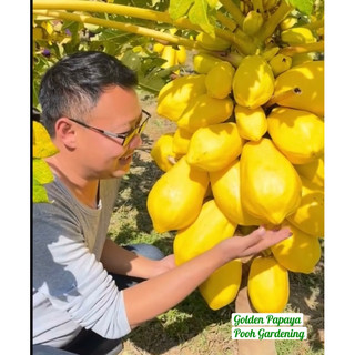 Golden Papaya Đu Đủ Vàng