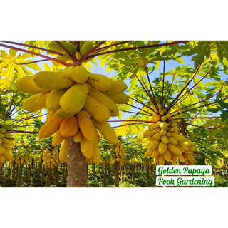 Golden Papaya Đu Đủ Vàng