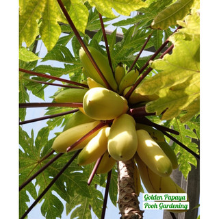 Golden Papaya Đu Đủ Vàng