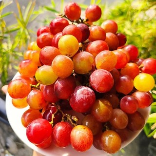[Chỉ Giao HCM] Nho Đỏ Ninh Thuận - 500g