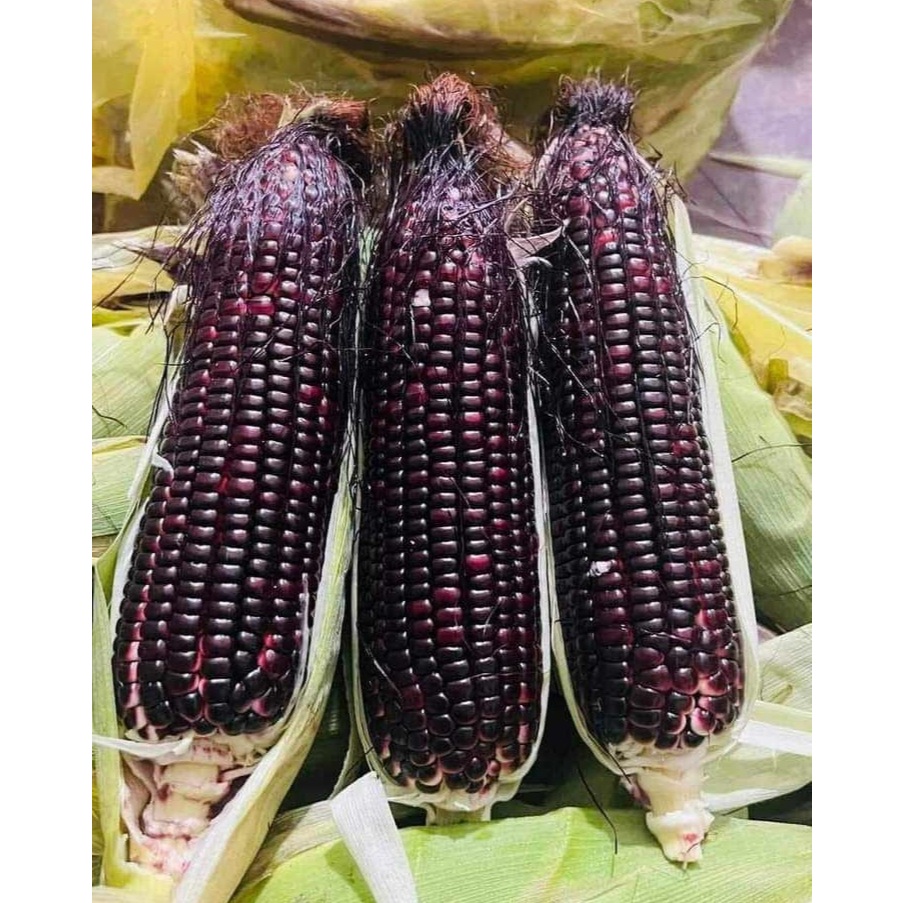 Hạt giống ngô nếp tím