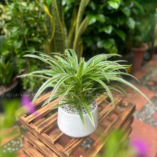Cây Cỏ Lan Chi để bàn - Cây Dây Nhện