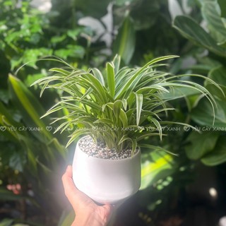 Cây Cỏ Lan Chi để bàn - Cây Dây Nhện