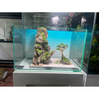 layout bonsai đá mini