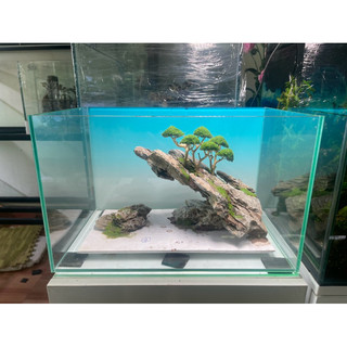 layout bonsai đá mini