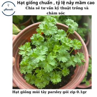 Hạt giống mùi tây parsley