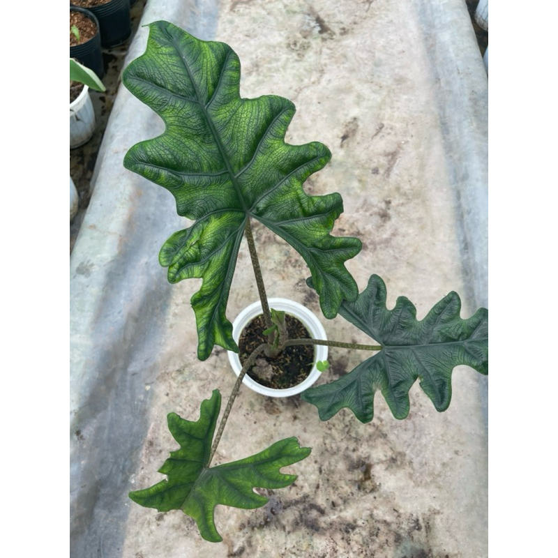chậu mềm Alocasia Jacklyn khỏe đẹp size lớn