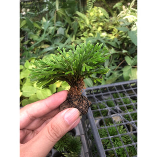 Cây trường sinh thảo, quyển bá ,cây bonsai siêu mini chơi terarium ,cổ thụ mini