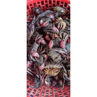 ba khía Miền Tây 500g ( không tính nước) (1 keo)