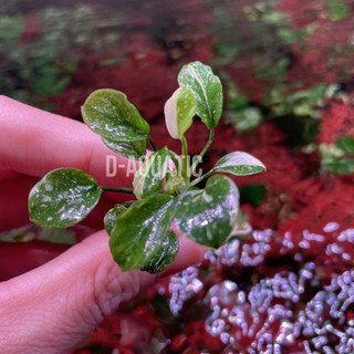 Ráy Var Classic - Ráy var nhật - Anubias barteri var. classic - Ráy var cũ ráy thủy sinh đáng sưu tầm