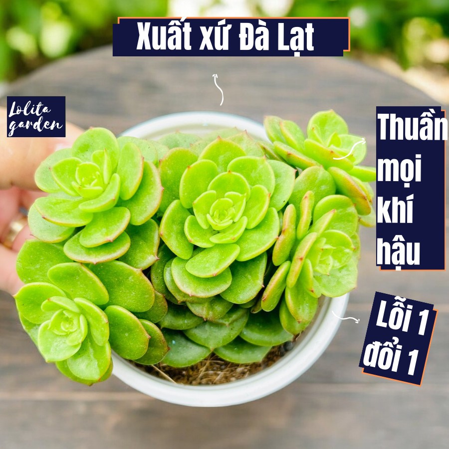 Sen đá nuza Đà Lạt size trung, cây cảnh trang trí nhà cửa Lolita garden