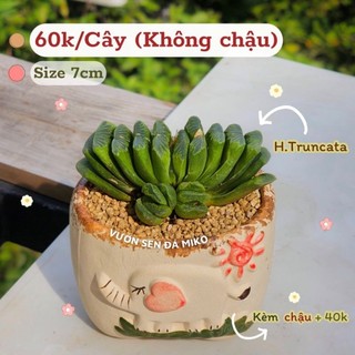 Sen đá haworthia truncata size 6-8cm có sẵn tại vườn miko_garden lỗi 1 đền 1
