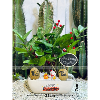   cây để bàn mix sẵn Babilon  Cây Kim Tiền chậu sứ phối đá Phát Tài mèo Thần Tài 