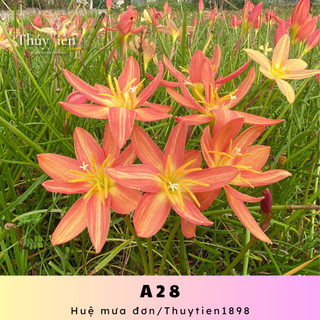 Củ hoa huệ mưa đơn A28, hoa chiêu tài cam sáng cánh dài dễ chăm, dễ trồng