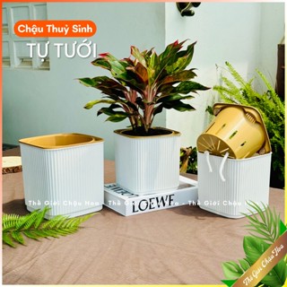  Chậu nhựa trồng cây thuỷ sinh tự tưới hình vuông hấp thụ nước trang trí văn phòng lớp học ban công sân vườn 