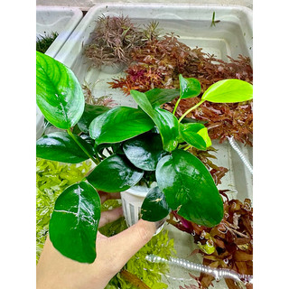 ráy lá hoa - cây thuỷ sinh trang trí bể thuỷ sinh