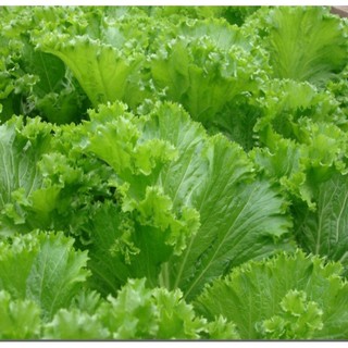 Hạt giống cải bẹ mào gà - 20g