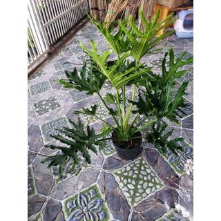 Cây Trầu Bà Thanh Xuân- tặng kèm phân bón