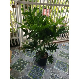 Cây trầu bà thanh xuân