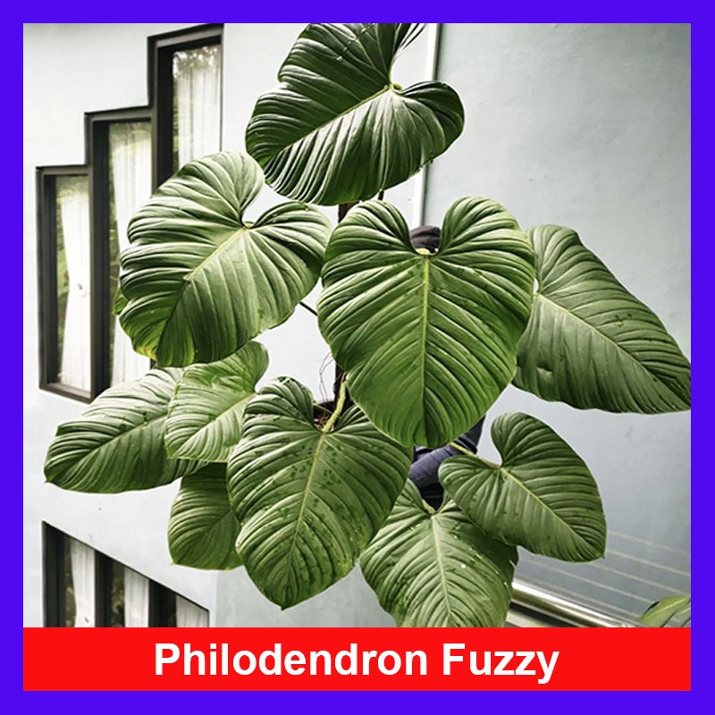 Cây Trầu Bà Philodendron Fuzzy - cây cảnh trong nhà trang trí sang trọng tạo không gian xanh