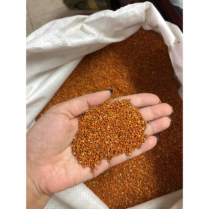 (1kg) Hạt kê đỏ size nhỏ