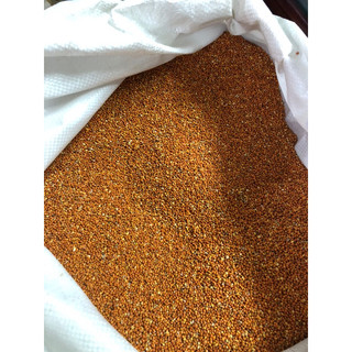 (1kg) Hạt kê đỏ size nhỏ