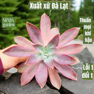 Sen đá tai voi sonda garden size khổng lồ 15cm, cây cảnh trang trí nhà cửa, lỗi 1 đổi 1
