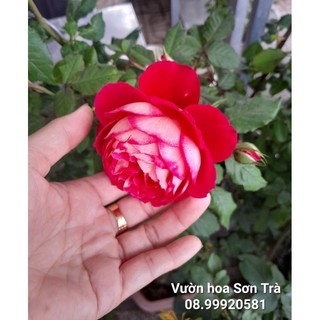 (VHST giao TP.HCM trong ngày) CÂY HOA HỒNG LEO đang hoa.