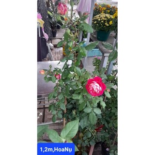 (VHST giao TP.HCM trong ngày) CÂY HOA HỒNG LEO đang hoa.