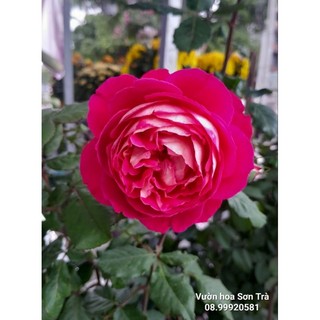 (VHST giao TP.HCM trong ngày) CÂY HOA HỒNG LEO đang hoa.