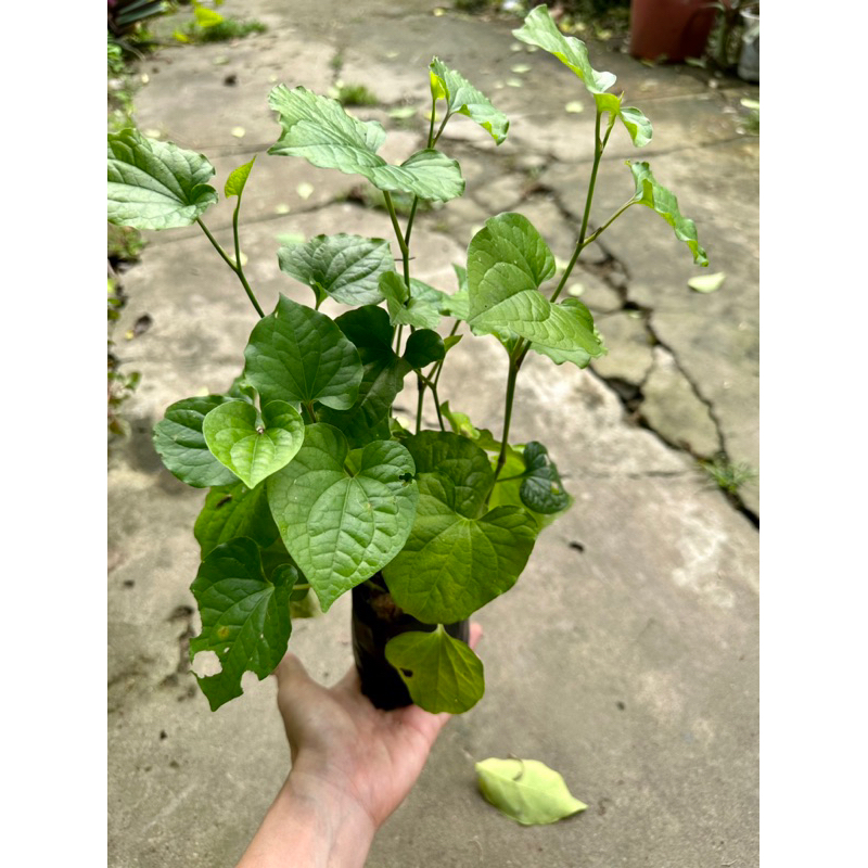 Cây lá lốt vườn