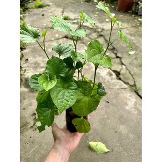 Cây lá lốt vườn