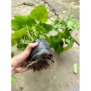 Cây lá lốt vườn