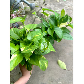 Chậu trầu bà thái đốm vàng