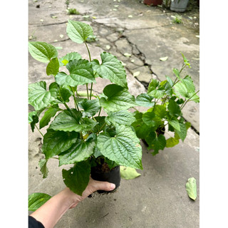 Cây lá lốt vườn