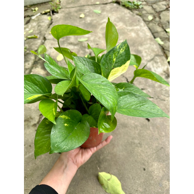 Chậu trầu bà thái đốm vàng