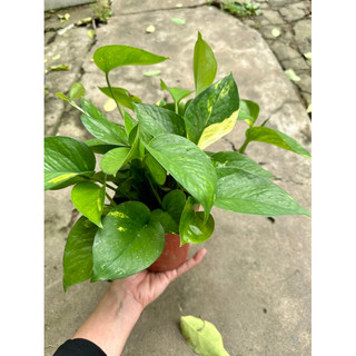 Chậu trầu bà thái đốm vàng