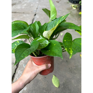 Chậu trầu bà thái đốm vàng