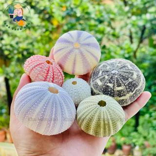 Vỏ ốc biển tự nhiên dùng trang trí bể cá, làm đồ handmade, phụ kiện chụp ảnh