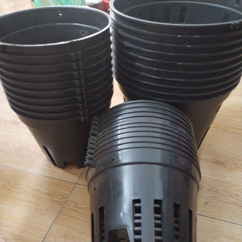 (ĐS) Combo 10, 20 chậu lan đen phi 21, 23, 25,