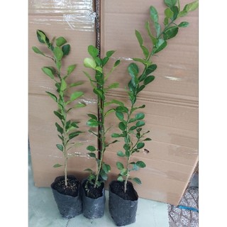 4 Cây chanh chúc