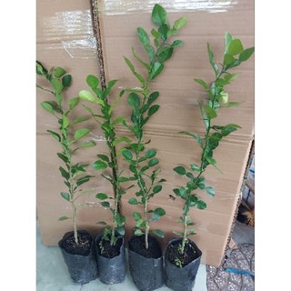 4 Cây chanh chúc