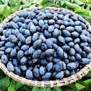 Cây giống trám đen nếp lùn siêu trái